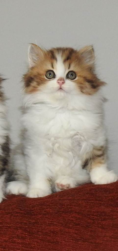 Mix Persian ,British longhair 
