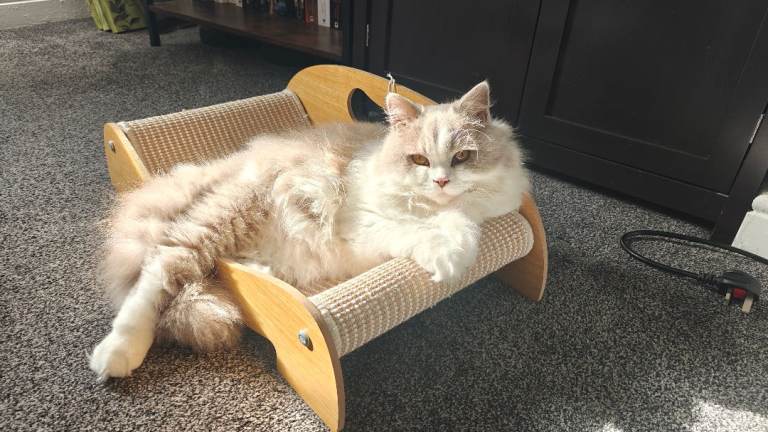 Lilac & White Bicolour British Longhair
