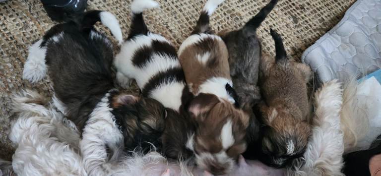 Cock-a-tzu puppies