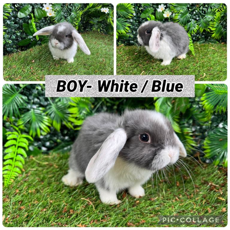 Last baby minilop rabbit