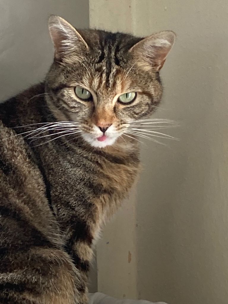 🐾 cat for sale - Sweet natured girl tabby - Suit Quiet Calm home 🐱 