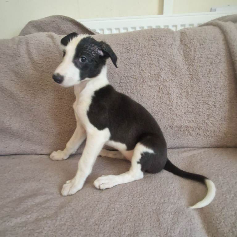 Lurcher puppies