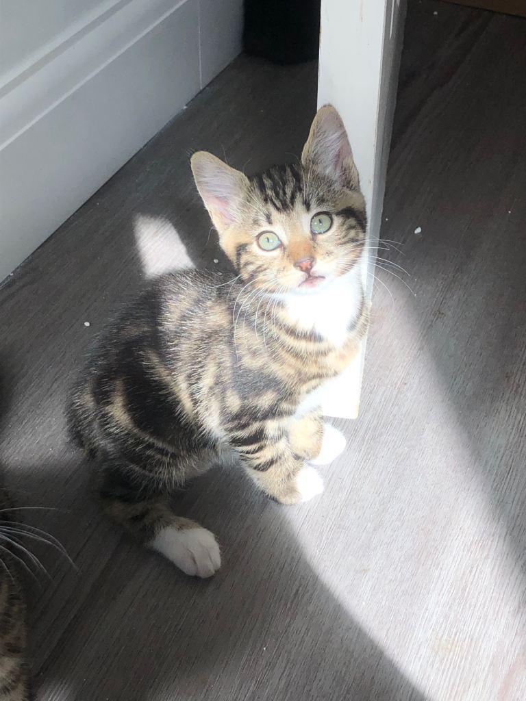 Kittens for sale