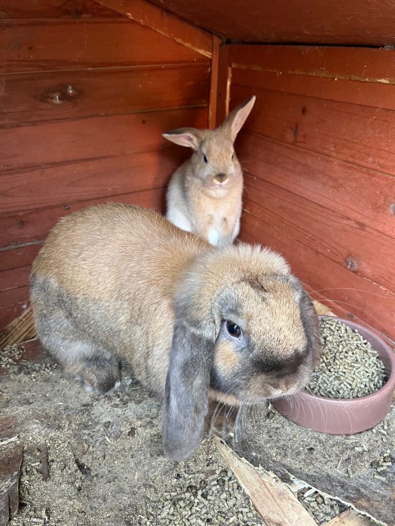 Beautiful Mini Lop bunnies 