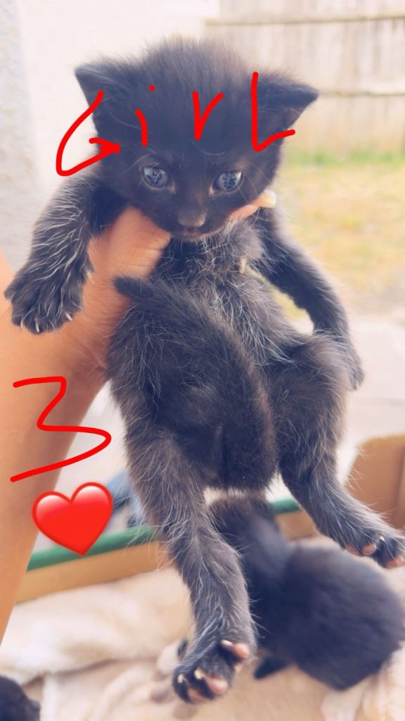 Kittens 