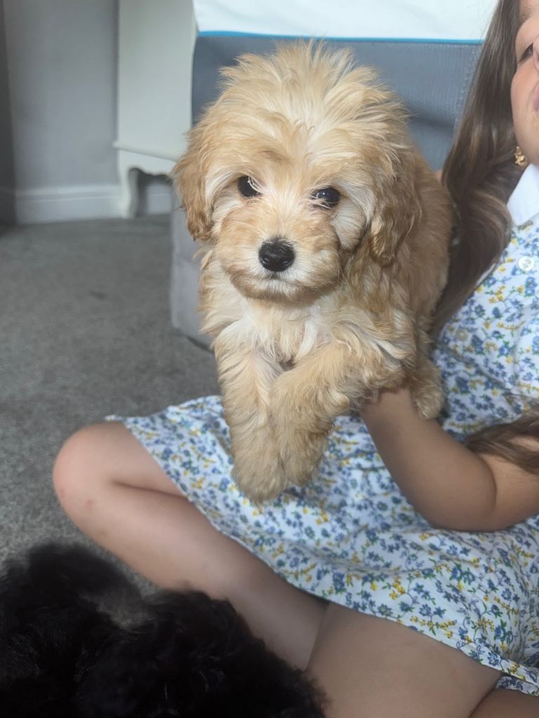 Multi poo pups 