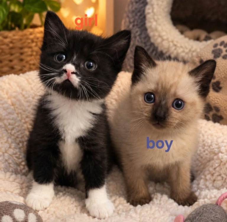 Lovely kittens looking for Loving Homes 