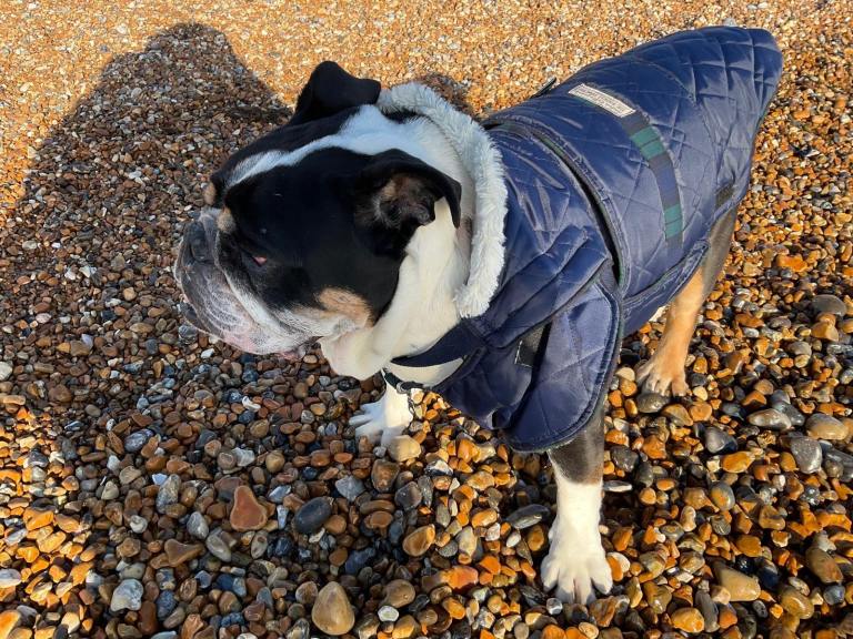 Bespoke Navy Dog Coat (L/XL) – Custom Hastings Made, Worn Twice!