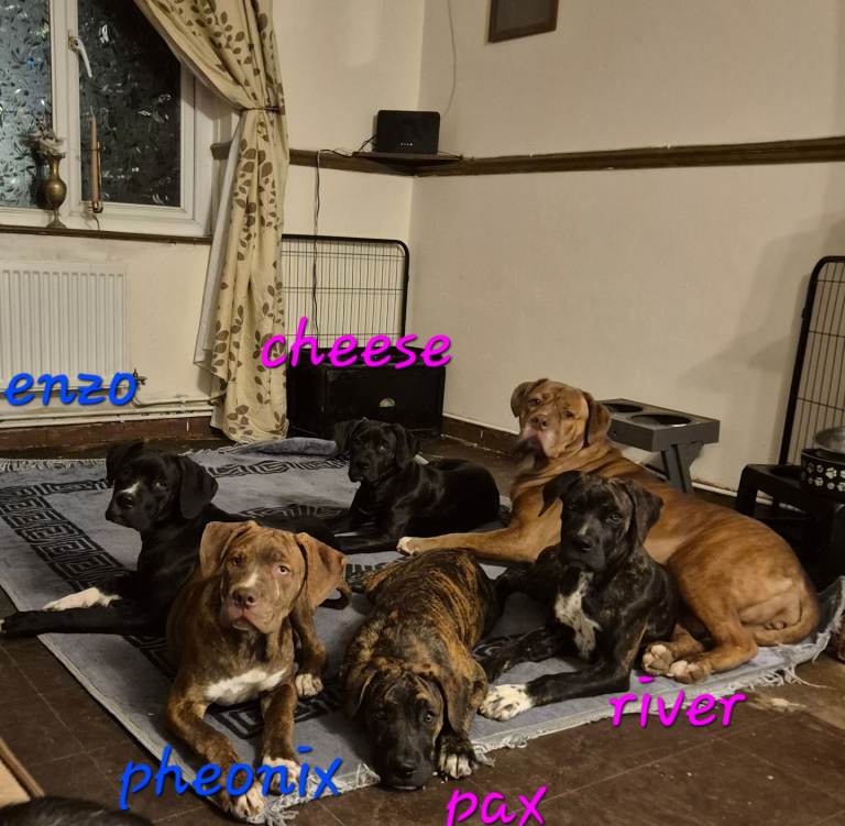  5 BEAUTIFUL CANE CORSO PUPPIES