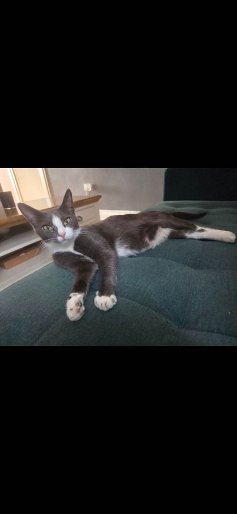 Beautiful Kittens for Sale