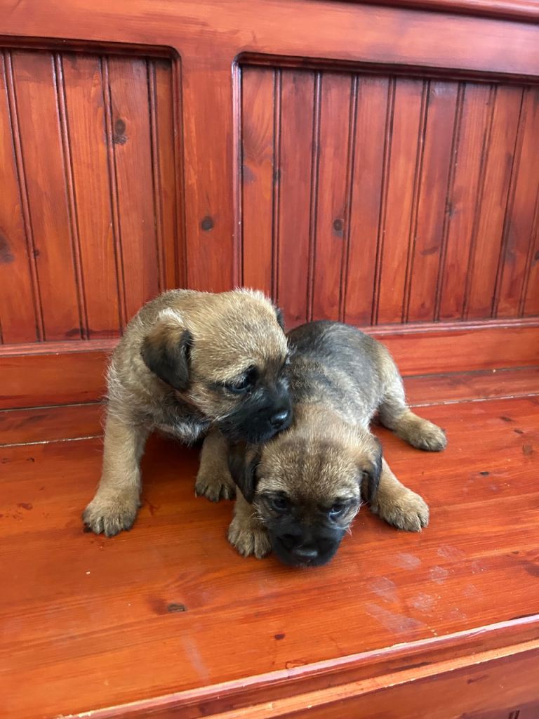 BORDER TERRIER PUPPIES