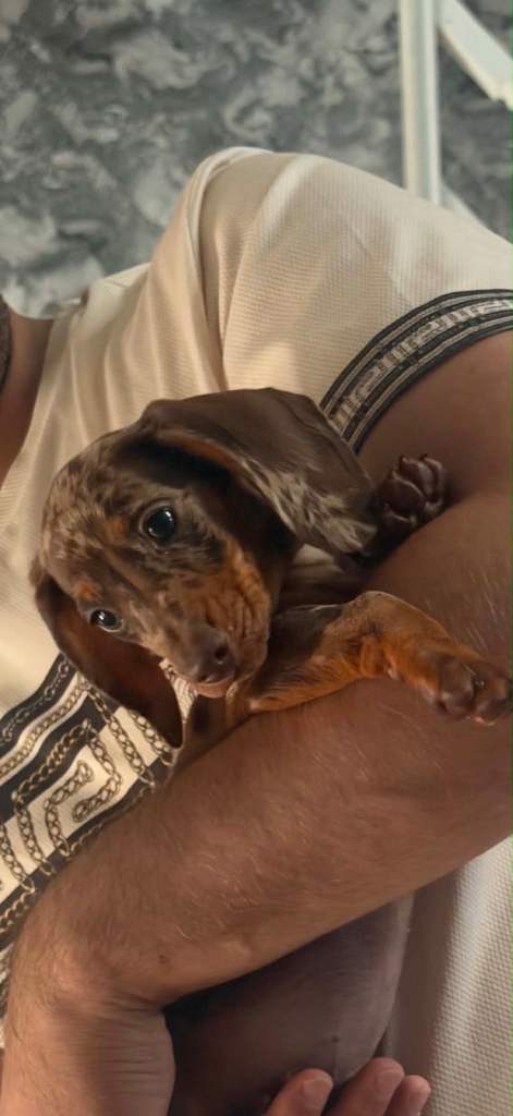 Miniature dachshund 