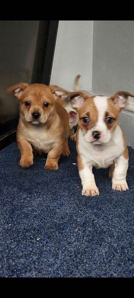 MICRO BULLY X Chihuahua