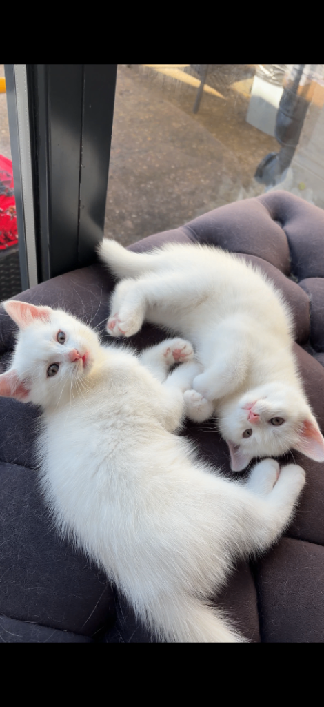 Turkish Angora kittens