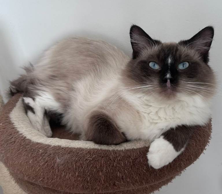 One year old Ragdoll male looking for his forever home❤️