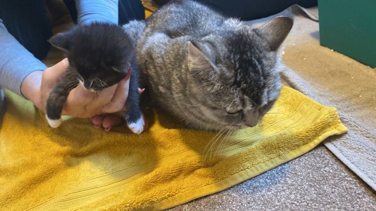 kittens for sale all sold 