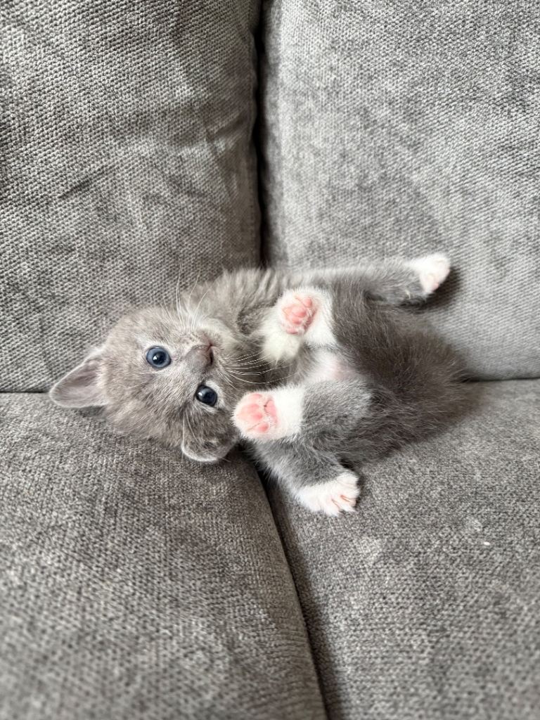 Beautiful kittens for sale