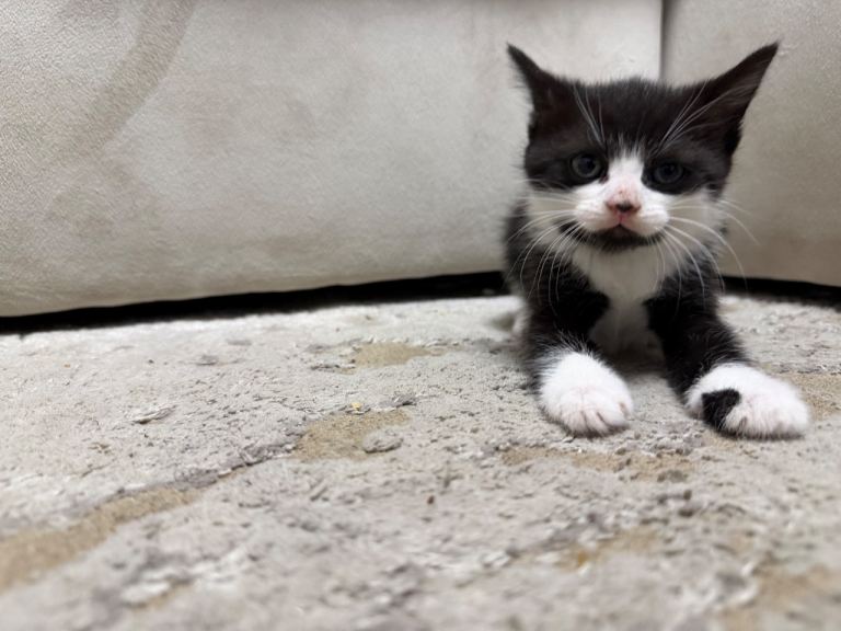 kittens for sale OPEN TO OFFERS LAST TWO BOYS LEFT