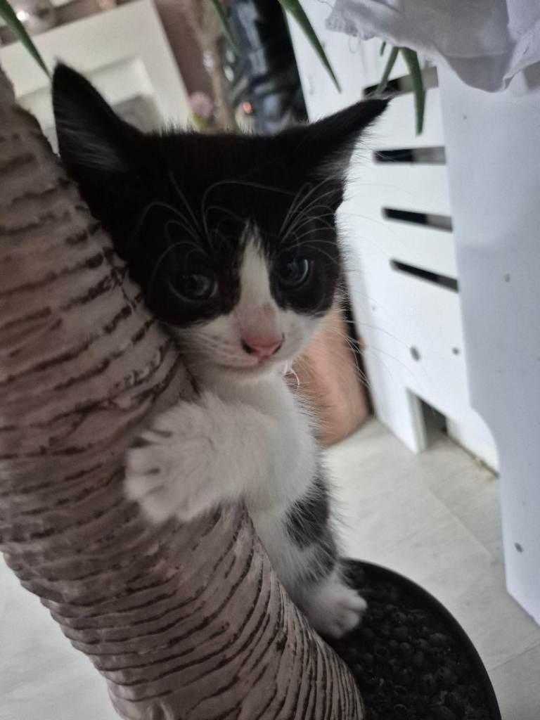 Adorable kittens of Turkish Angora breed (pls read) 😊