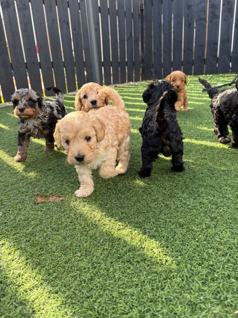 FB1 cockerpoo pups
