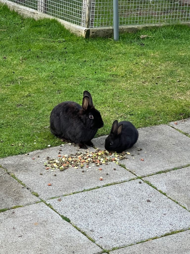 Rex rabbits