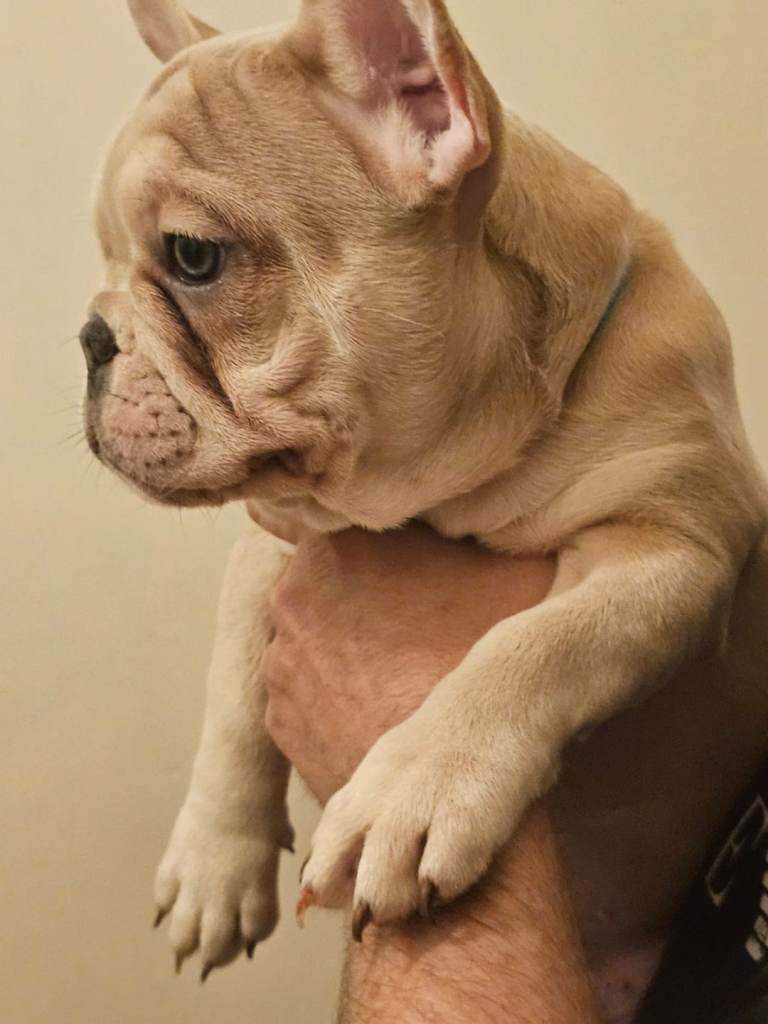 Frenchie for sale last one