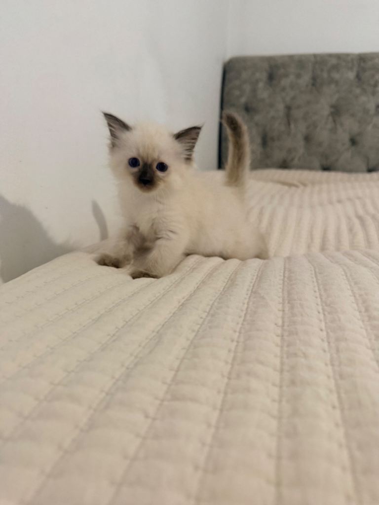 Ragdoll kittens 