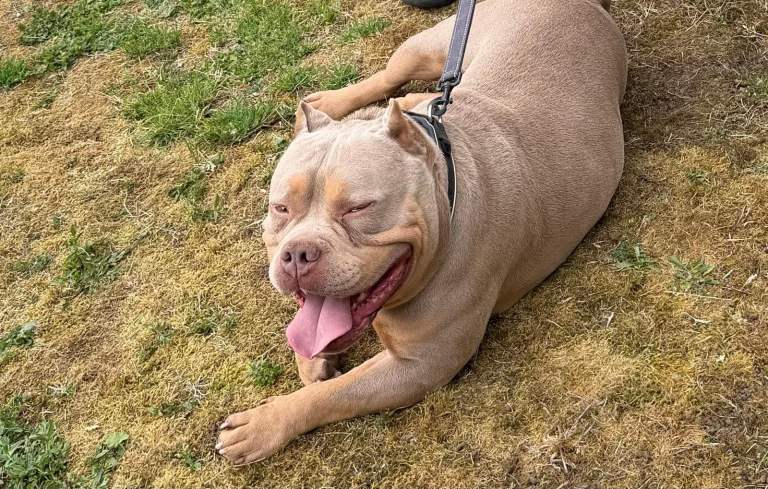 POCKET BULLY