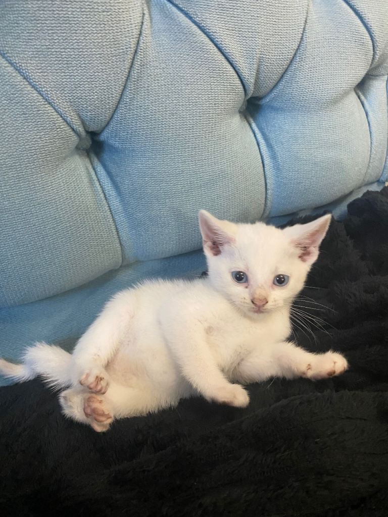 4 white kittens looking for a new home
