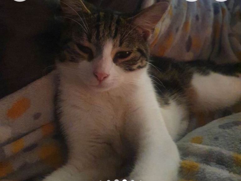 image for Female cat - Collection Only