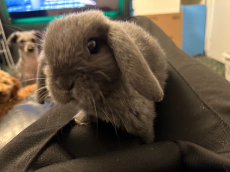 image for Baby mini lops 