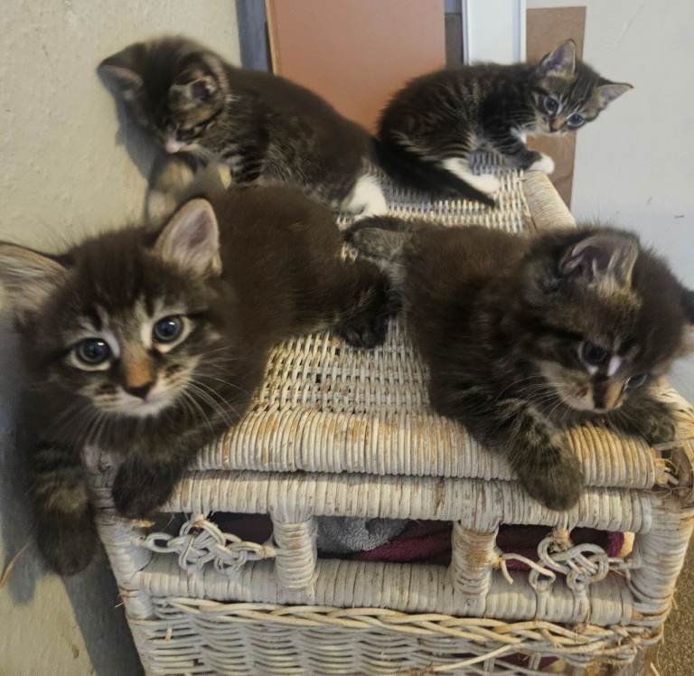 4 gorgeous kittens