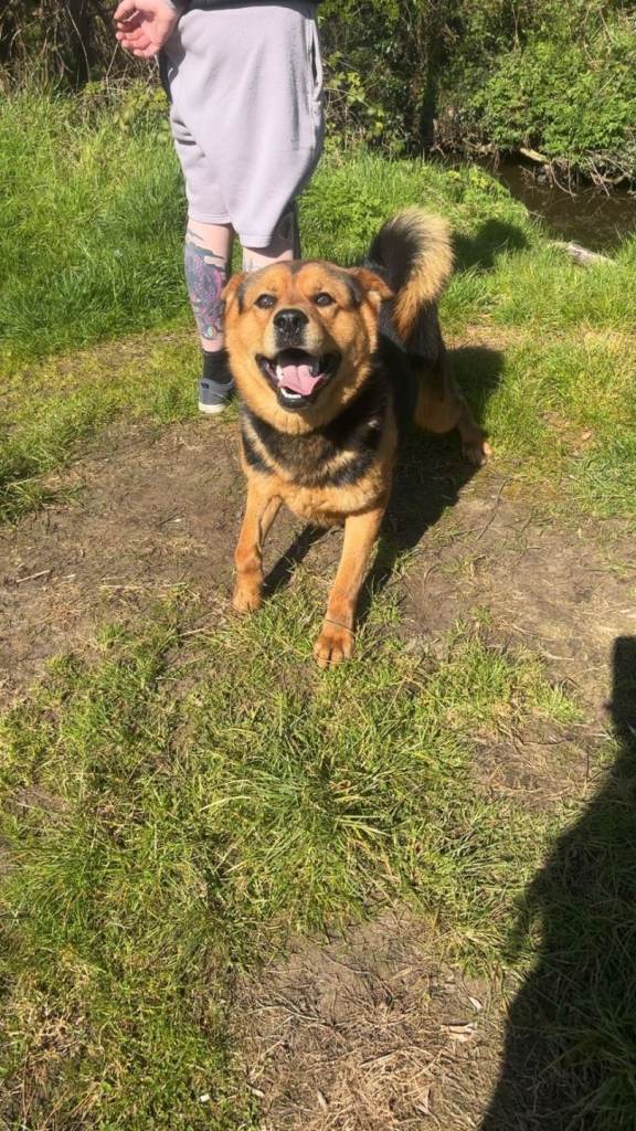 Half rottweiler half american akita