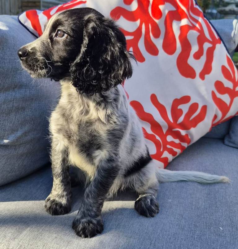 Reduced girl Cocker spaniel puppies 