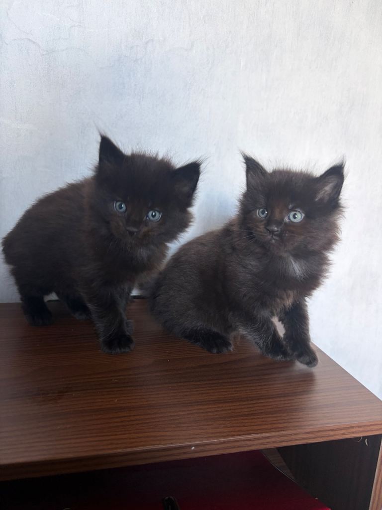 Adorable Maine Coon kittens -Ready  7th of June 