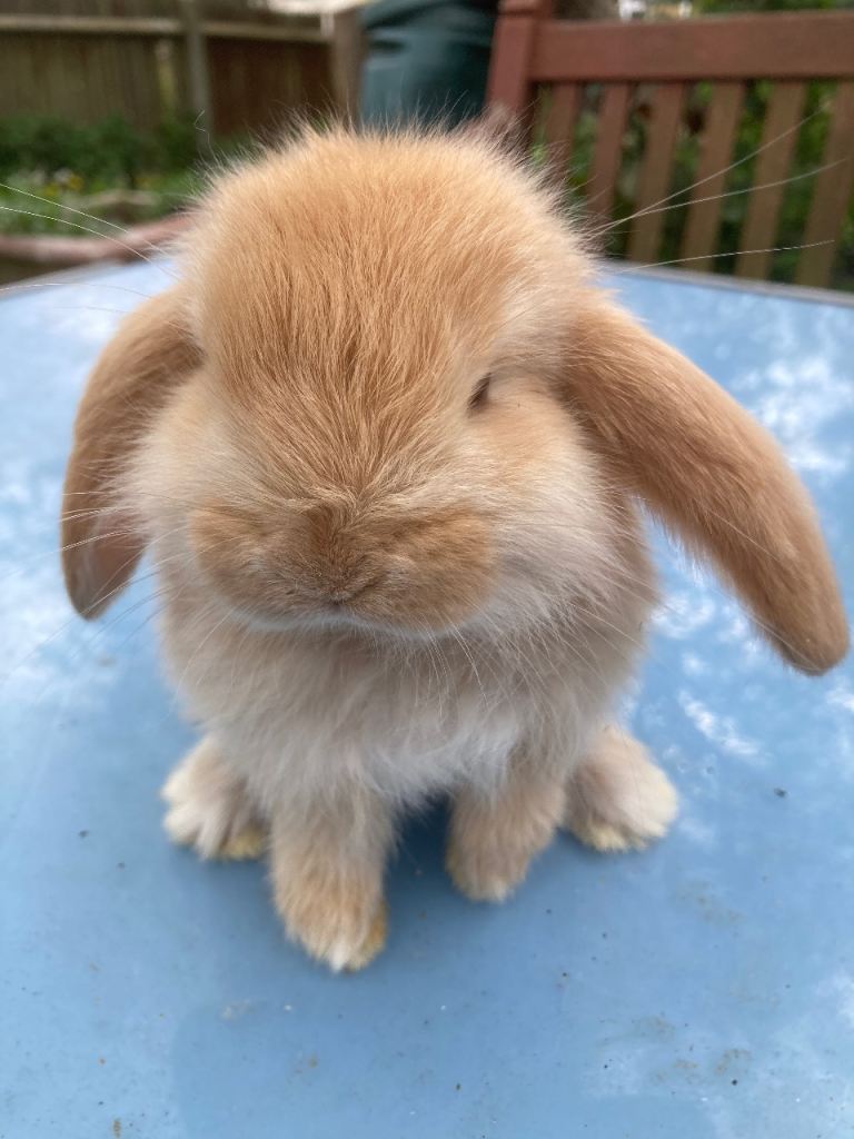 French Lop Bonnets in London 
