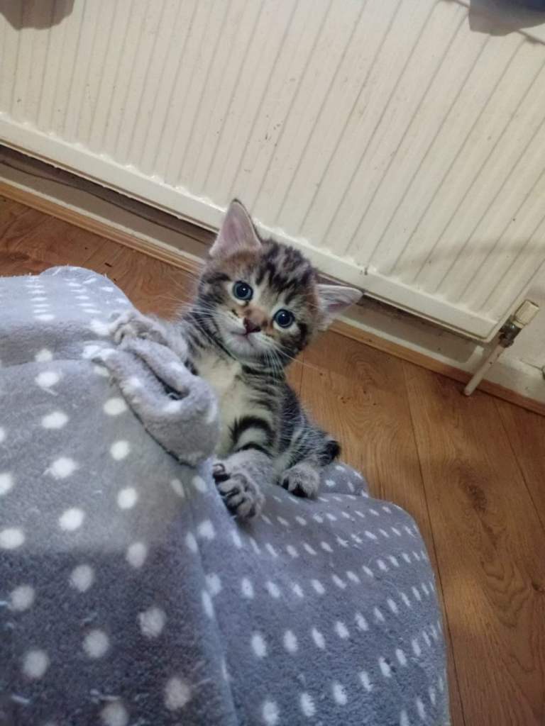 3 Grey Blue / Yellow Eye Bengal Kittens for Sale