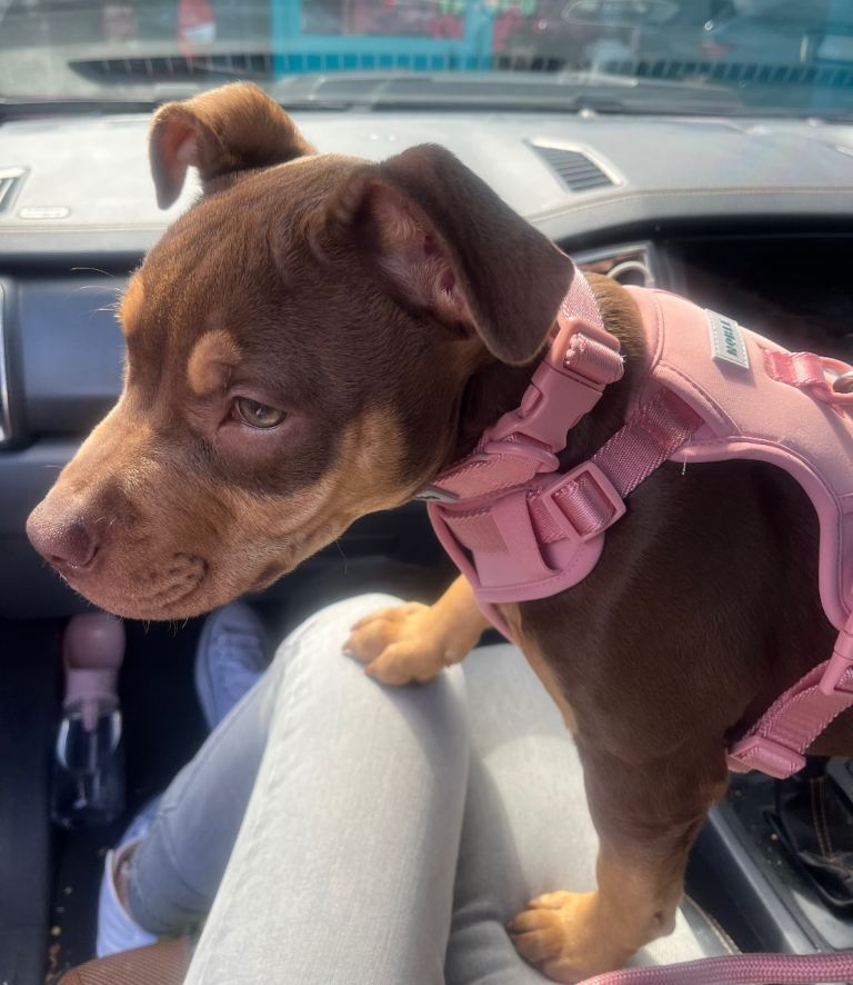 American bully x Rottweiler pup 