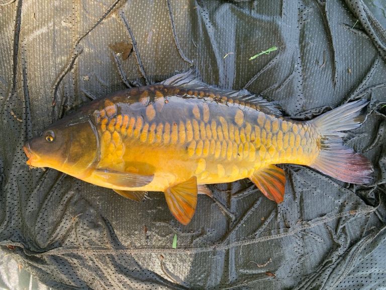 14-16 Inch Mirror or Common Carp
