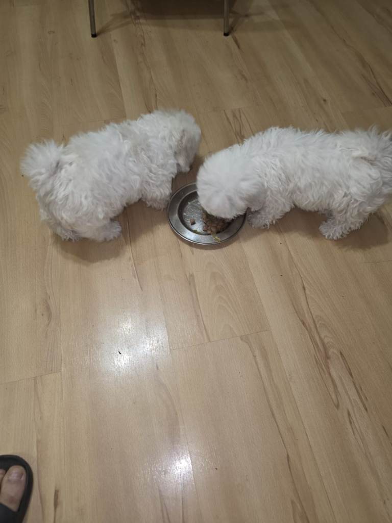 bichon maltese for sale 