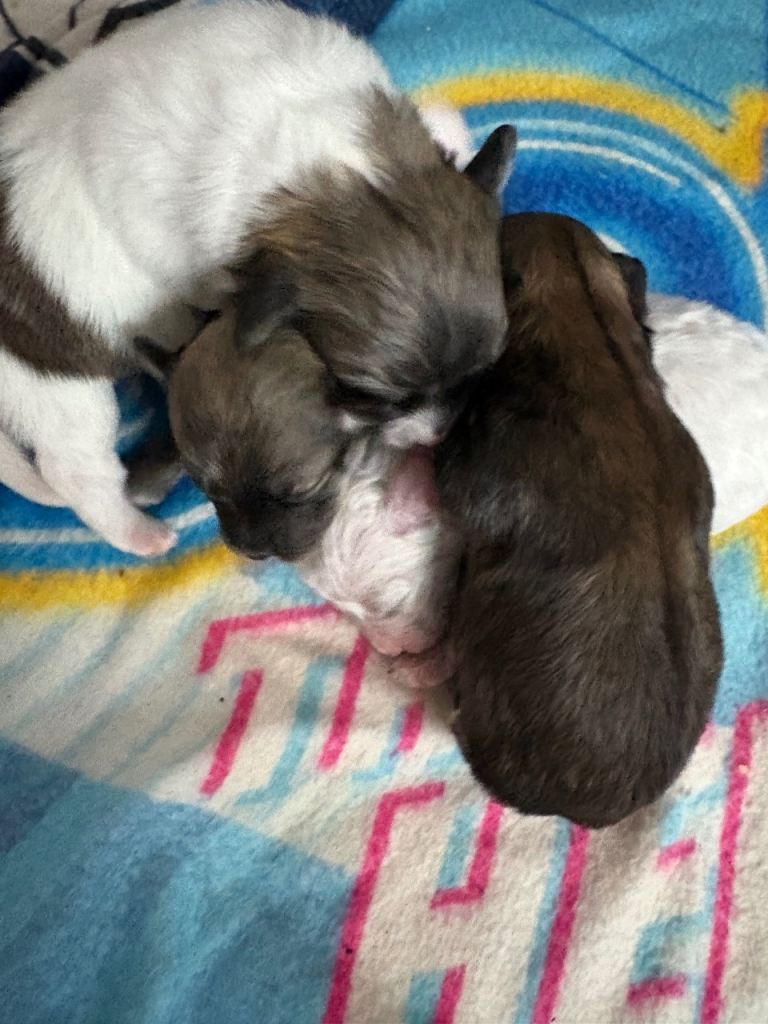 Bichon frise mix puppies 