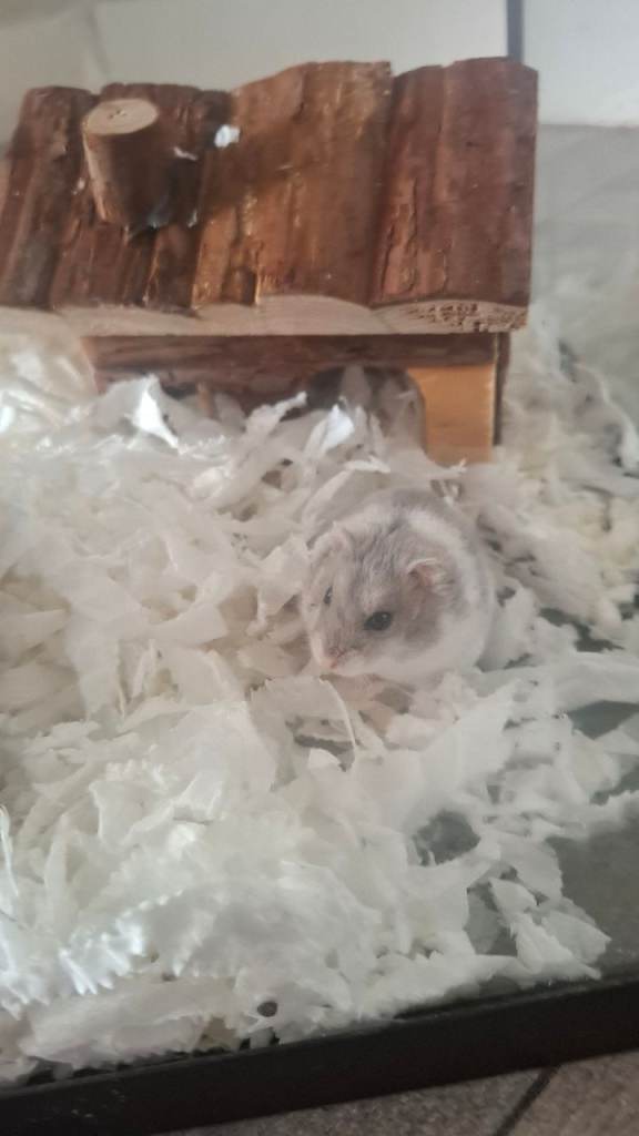 Winter white hamster with glass cage 
