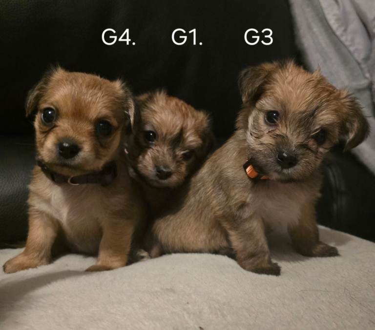 Yorkshire Terrier Puppies