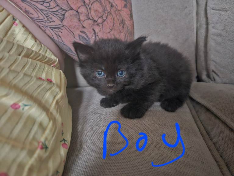 Kittens