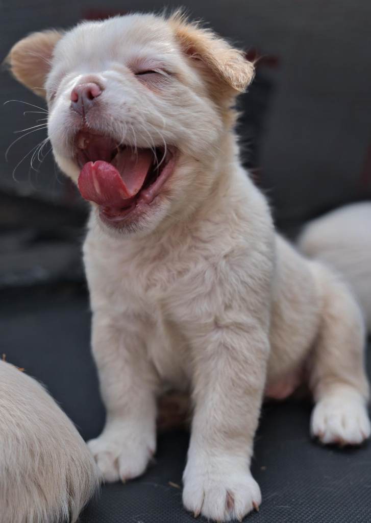 Home-Bred Fluffy French Bulldogs • Isabella/Lilac • KC Registered