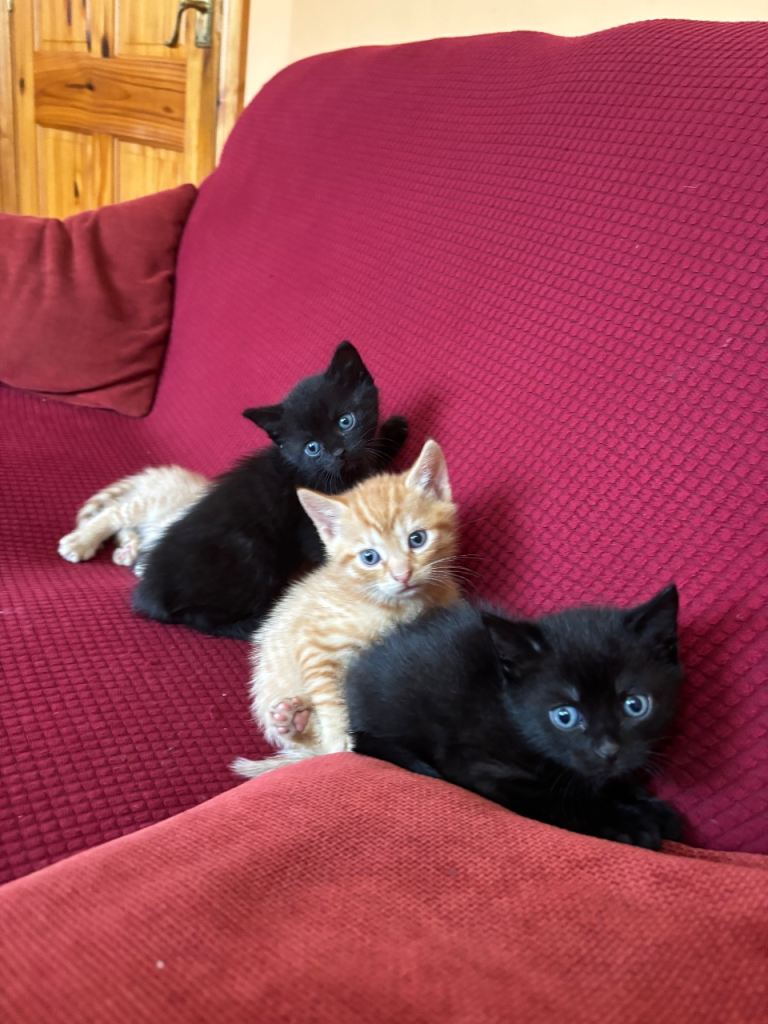 Kittens for sale