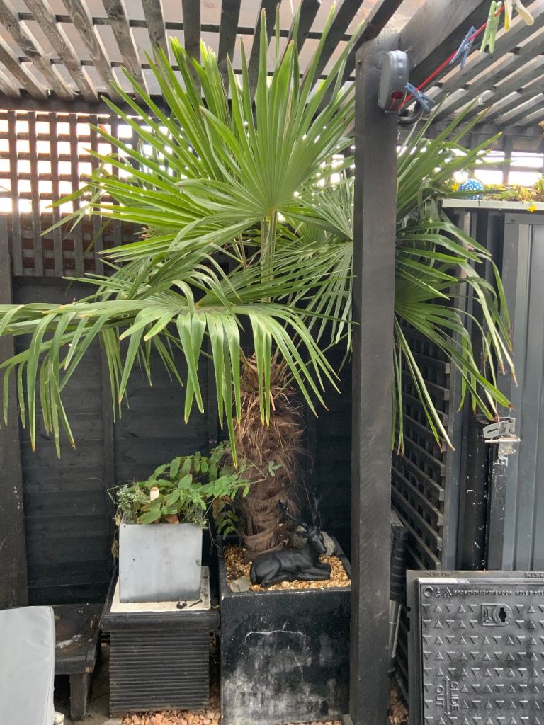 Trachycarpus fortunei Windmill Palm Tree - 6ft approx 2m high