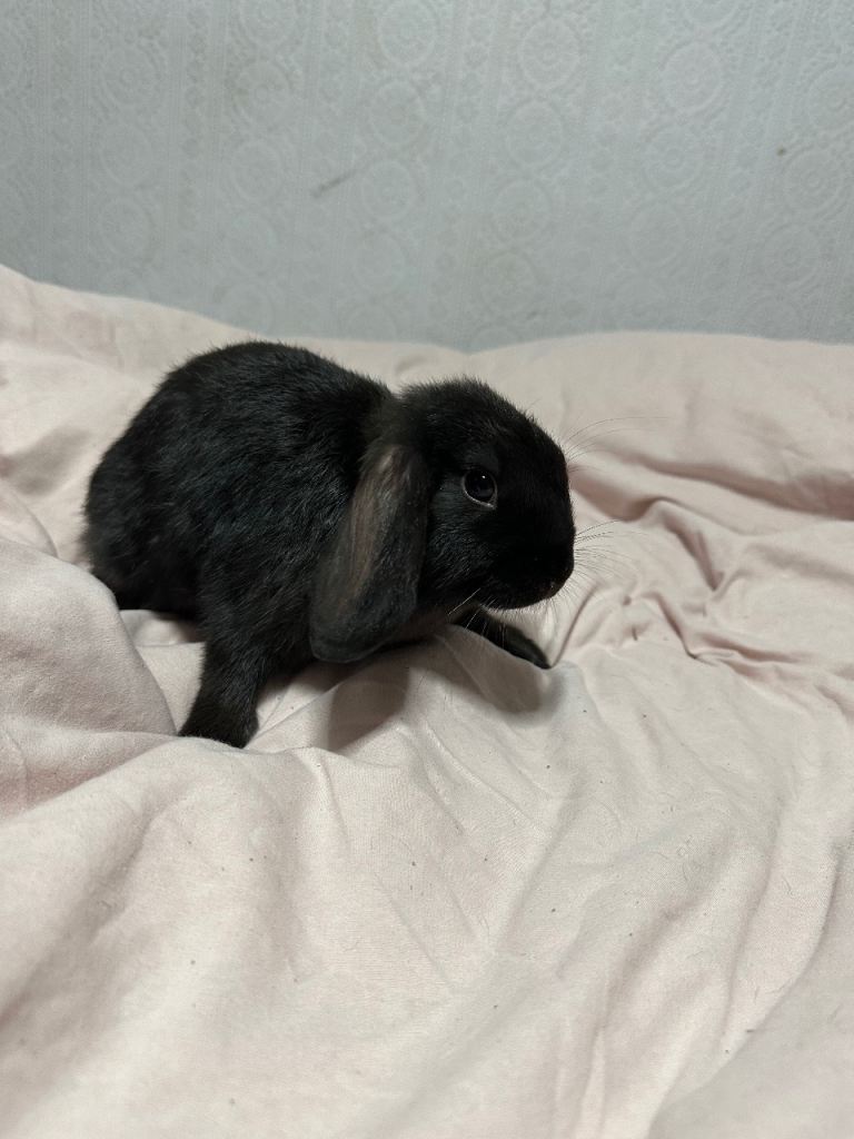 Beautiful lop bunny 