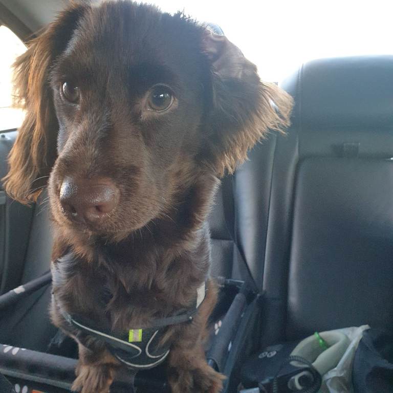 Dashubd pup for sale