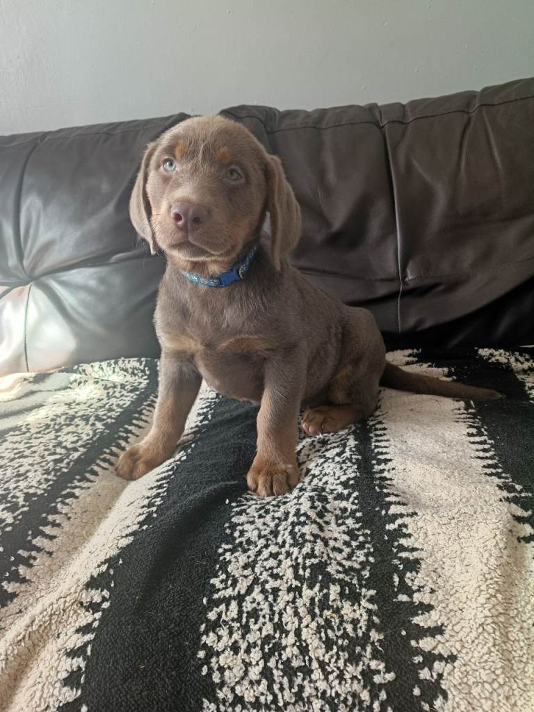 Silver and tan Labrador puppy looking for her forever home 